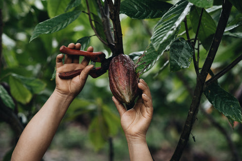 Person schneidet Kakaofrucht ab. Bild stellt Ernte der Kakaofrucht dar