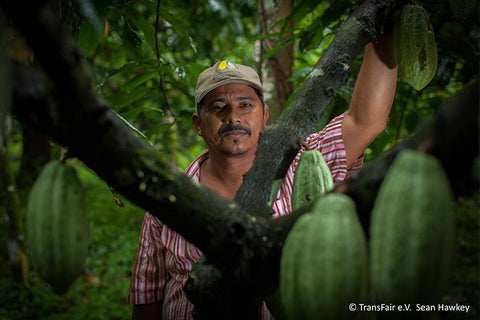 Kakaobauer hinter einem Kakaobaum